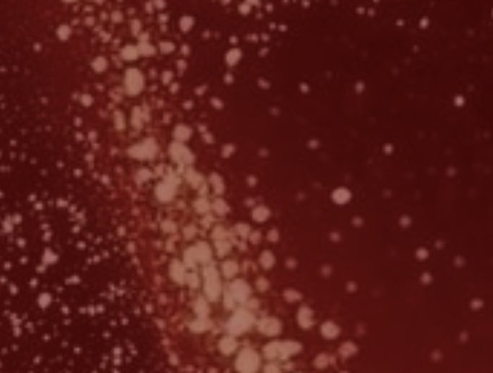 <h2>SI PREFIERES ADQUIRIR NUESTROS PRODUCTOS EN TIENDAS FÍSICAS</h2>